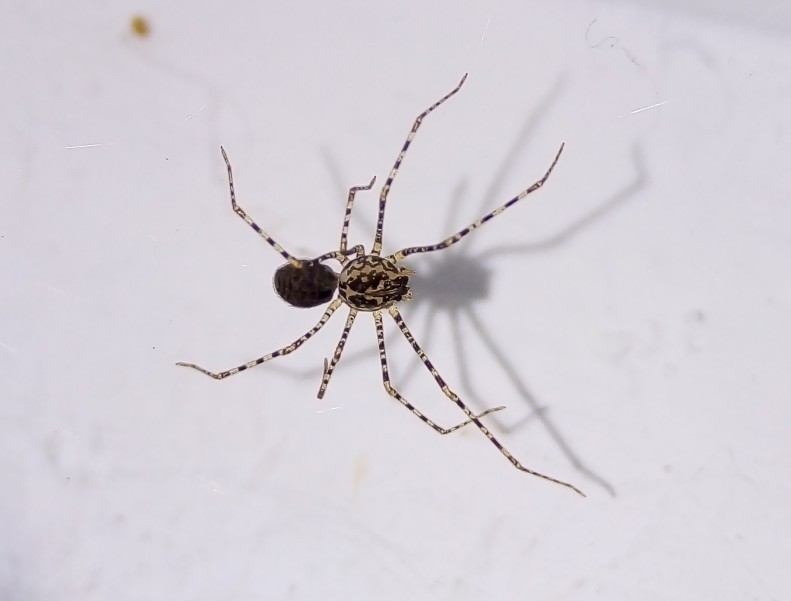 Chilean tiger spider