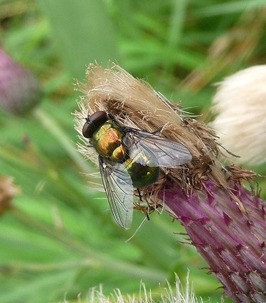 Eudasyphora (Eudasyphora)