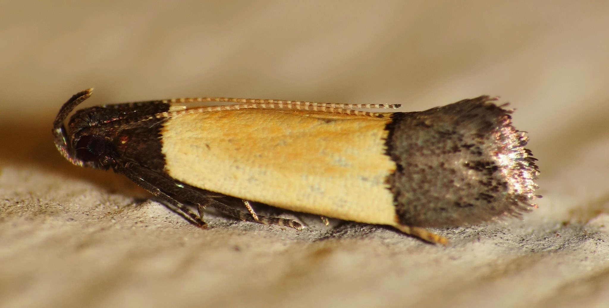 Anacampsis (Anacampsis)