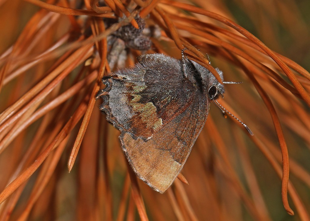 Incisalia (Incisalia)