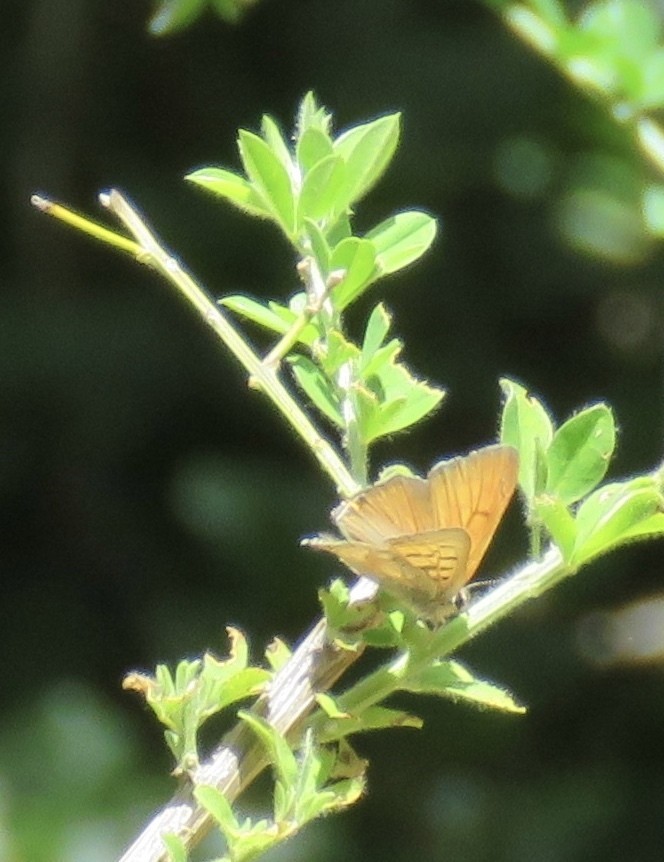 Gossamer-winged butterflies (Lycaenidae)