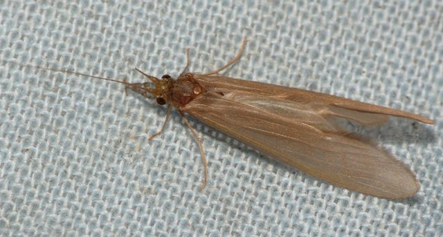 Oecetis (Oecetis)