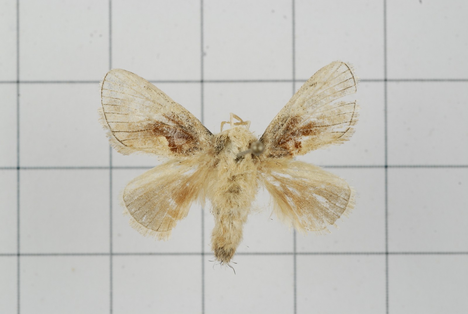 Chalcoscelides (Chalcoscelides)