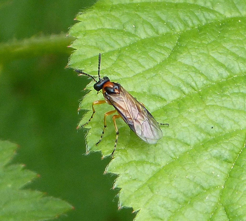 Athalia (Athalia) Picture Insect