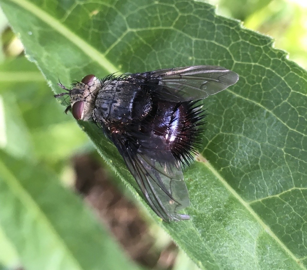 Juriniopsis (Juriniopsis)