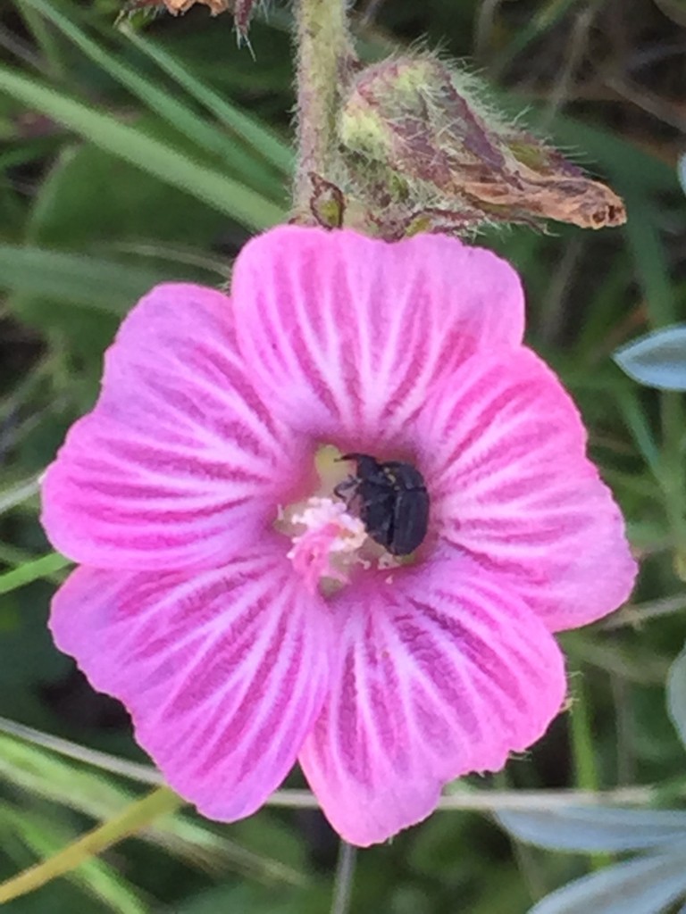 Rüsselkäfer (Curculionidae)