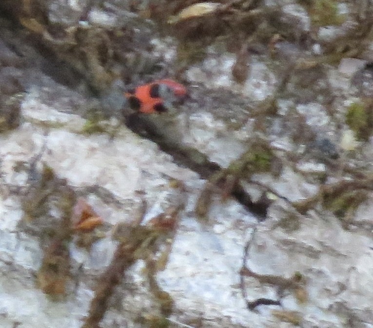 Handsome fungus beetles (Endomychidae)