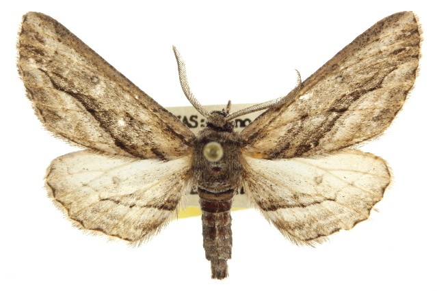 Holochroa (Holochroa)