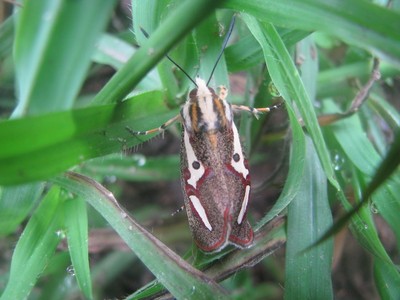 Red masked noctuid moth