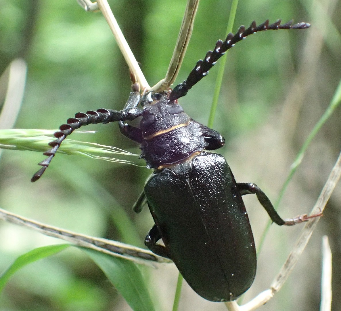 Усач-кожевник (Prionus coriarius) - Picture Insect