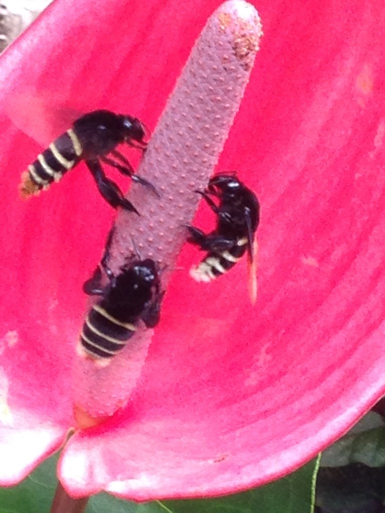 Фиолетовый шмель-плотник (Xylocopa violacea) - Picture Insect