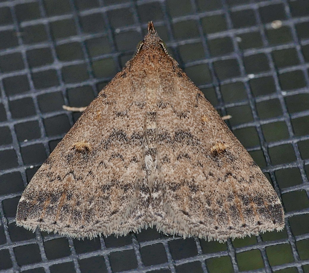 Tetanolita (Tetanolita)