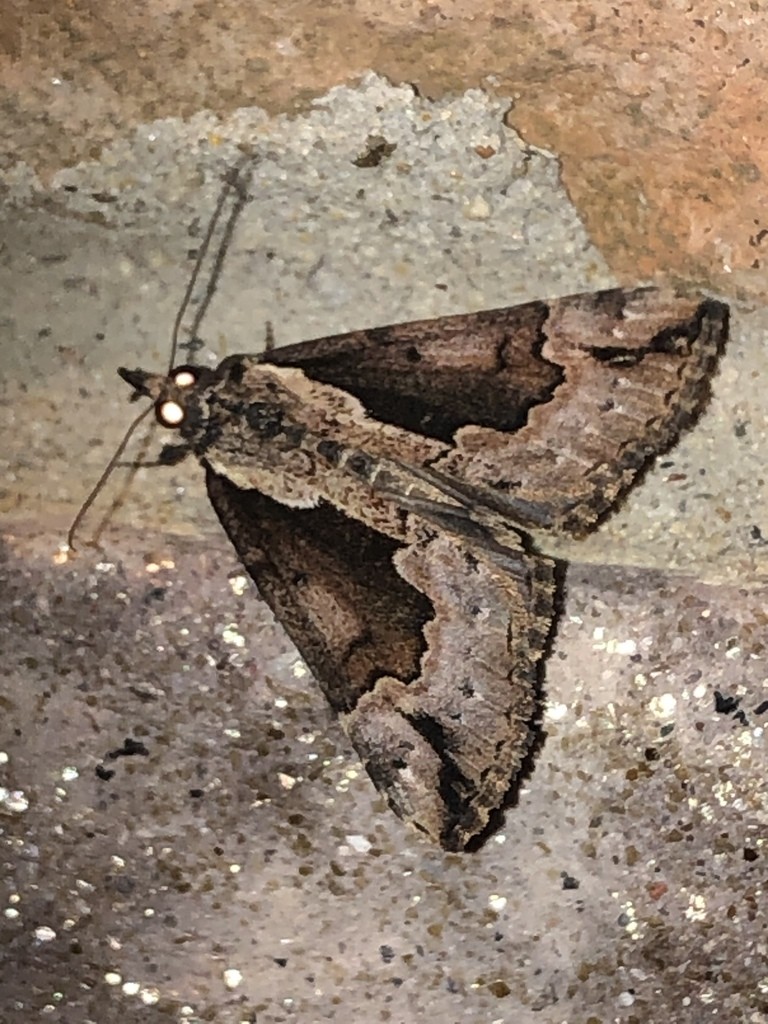 Baltimore Bomolocha (Hypena baltimoralis) - Picture Insect