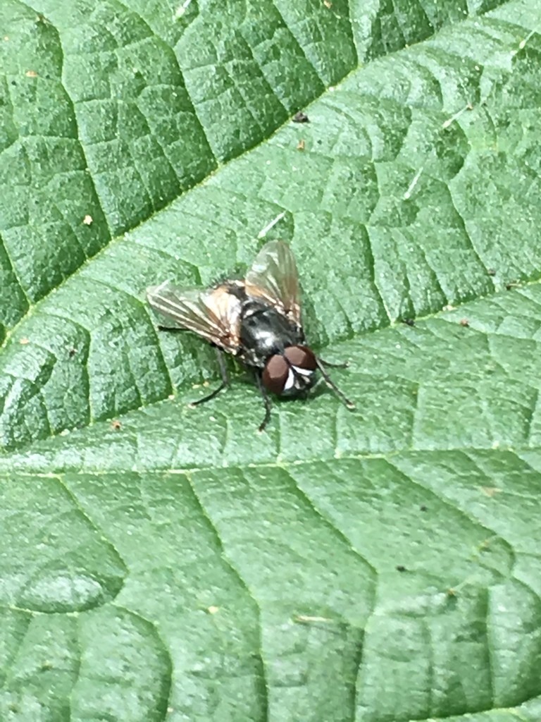 Полевая муха (Musca autumnalis) - Picture Insect