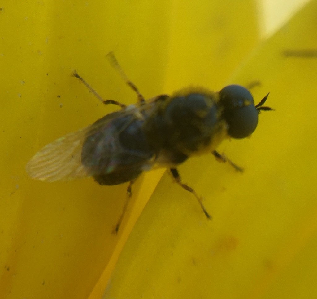 Львинки (Stratiomyidae)