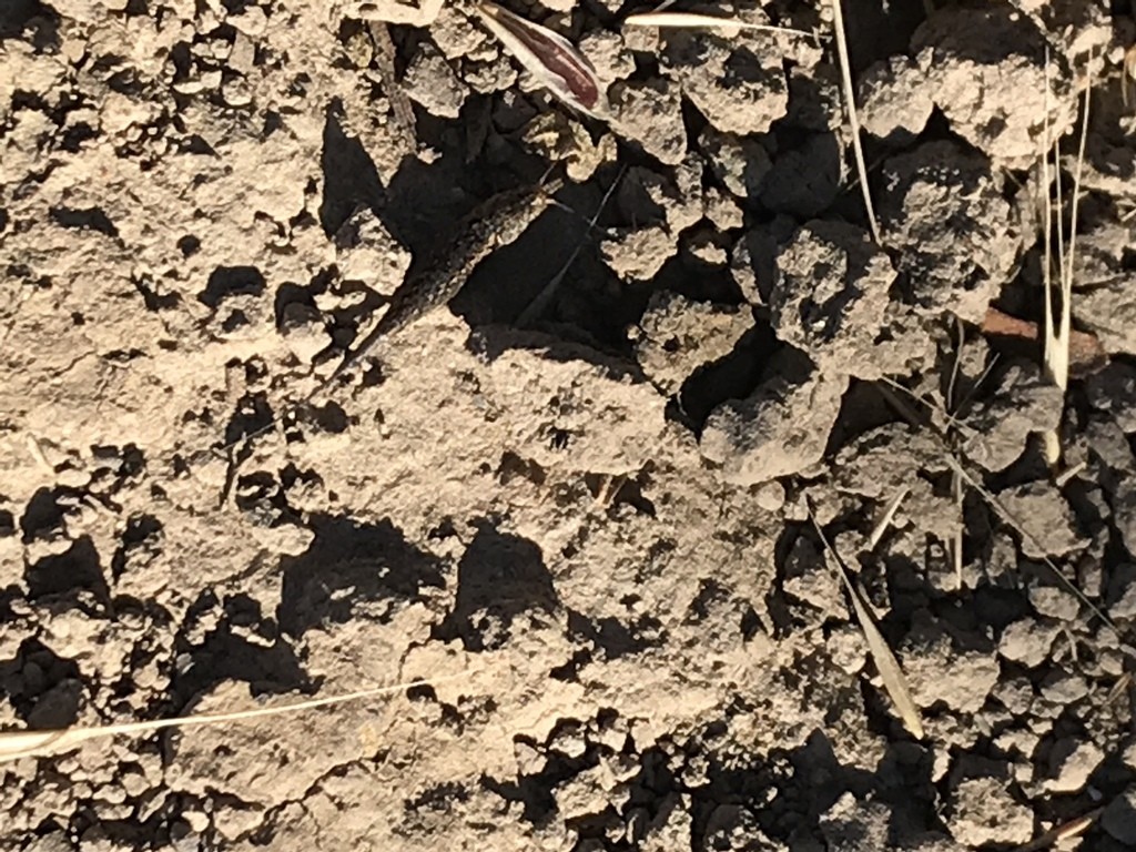 Pedetontus (Pedetontus)