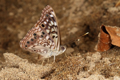 Hackberry Emperor