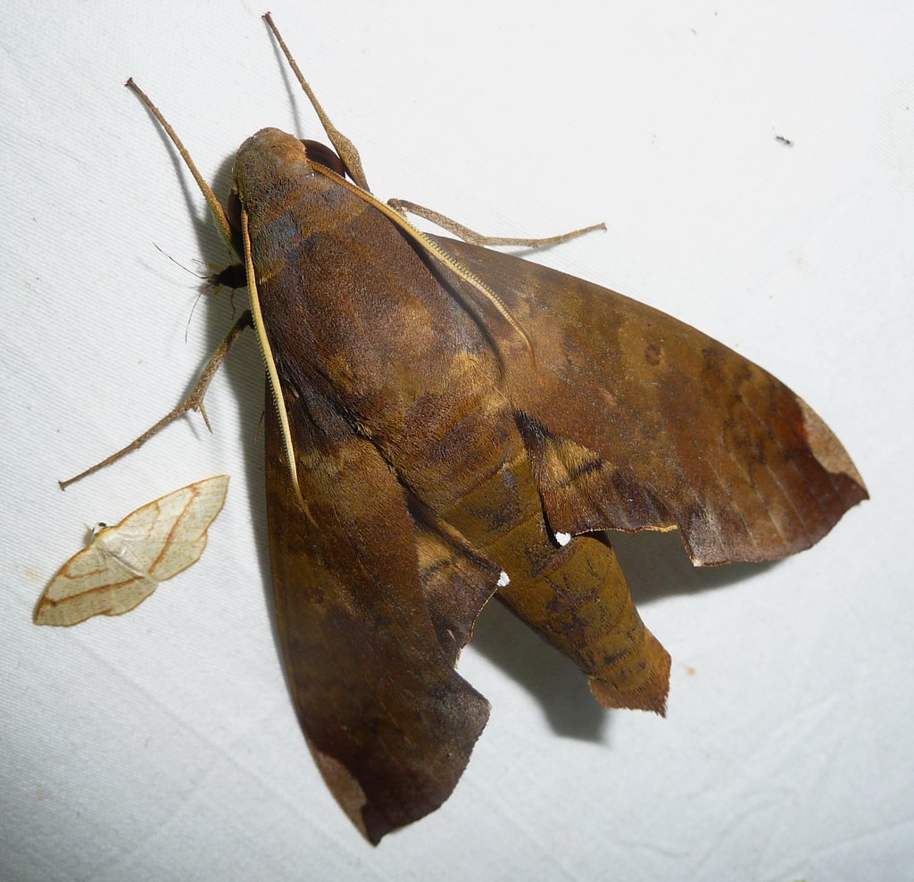 Fig sphinx (Pachylia ficus) - Picture Insect