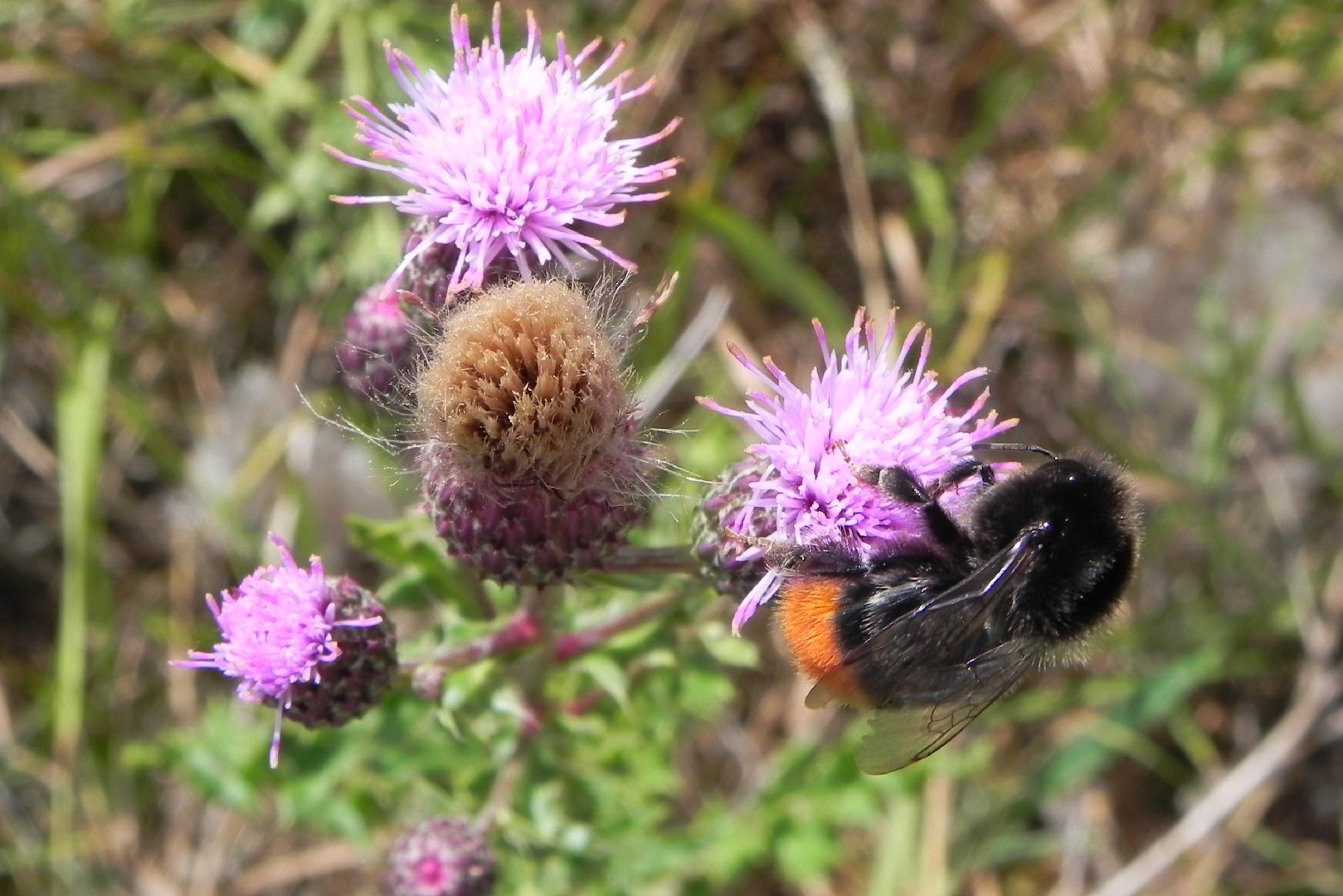 Каменный шмель (Bombus lapidarius) - Picture Insect