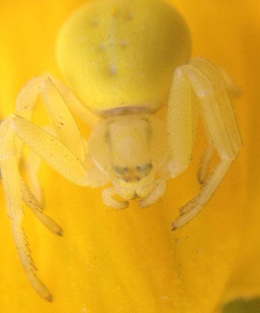 Цветочный паук (Misumena vatia) - Picture Insect