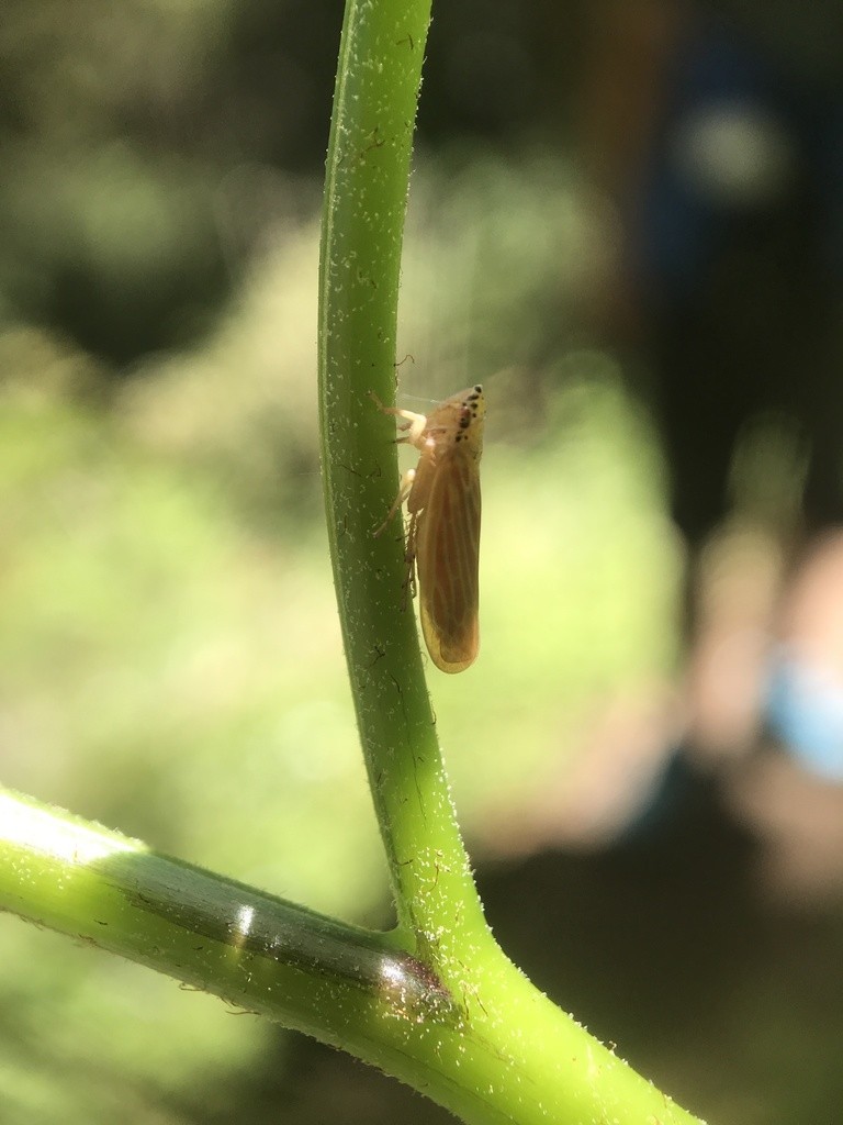 Pagaronia (Pagaronia)