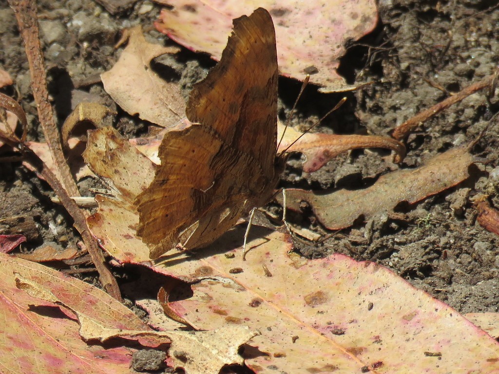 鉤蛺蝶屬 (Polygonia)