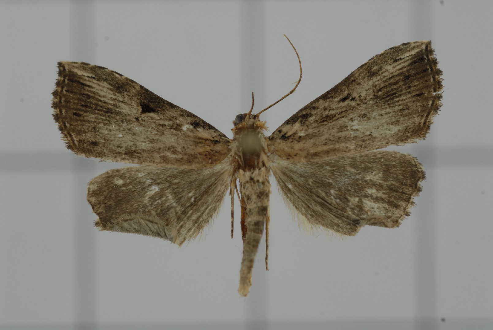 Microxyla (Microxyla)