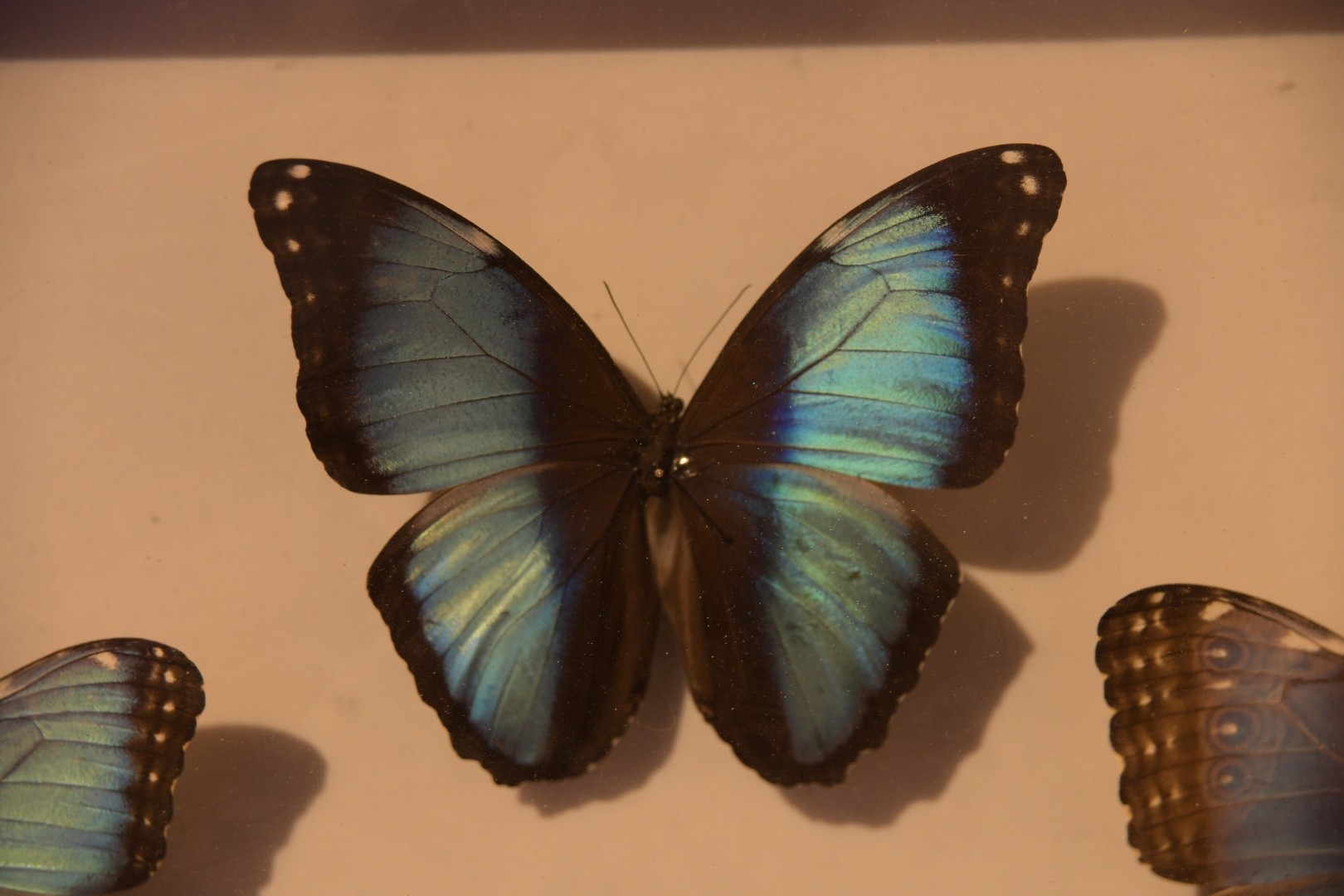 Morpho deidamia (Morpho deidamia) - Picture Insect