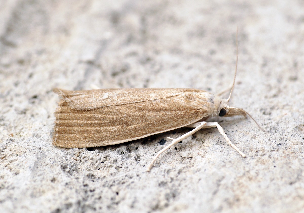 Calamotropha (Calamotropha)