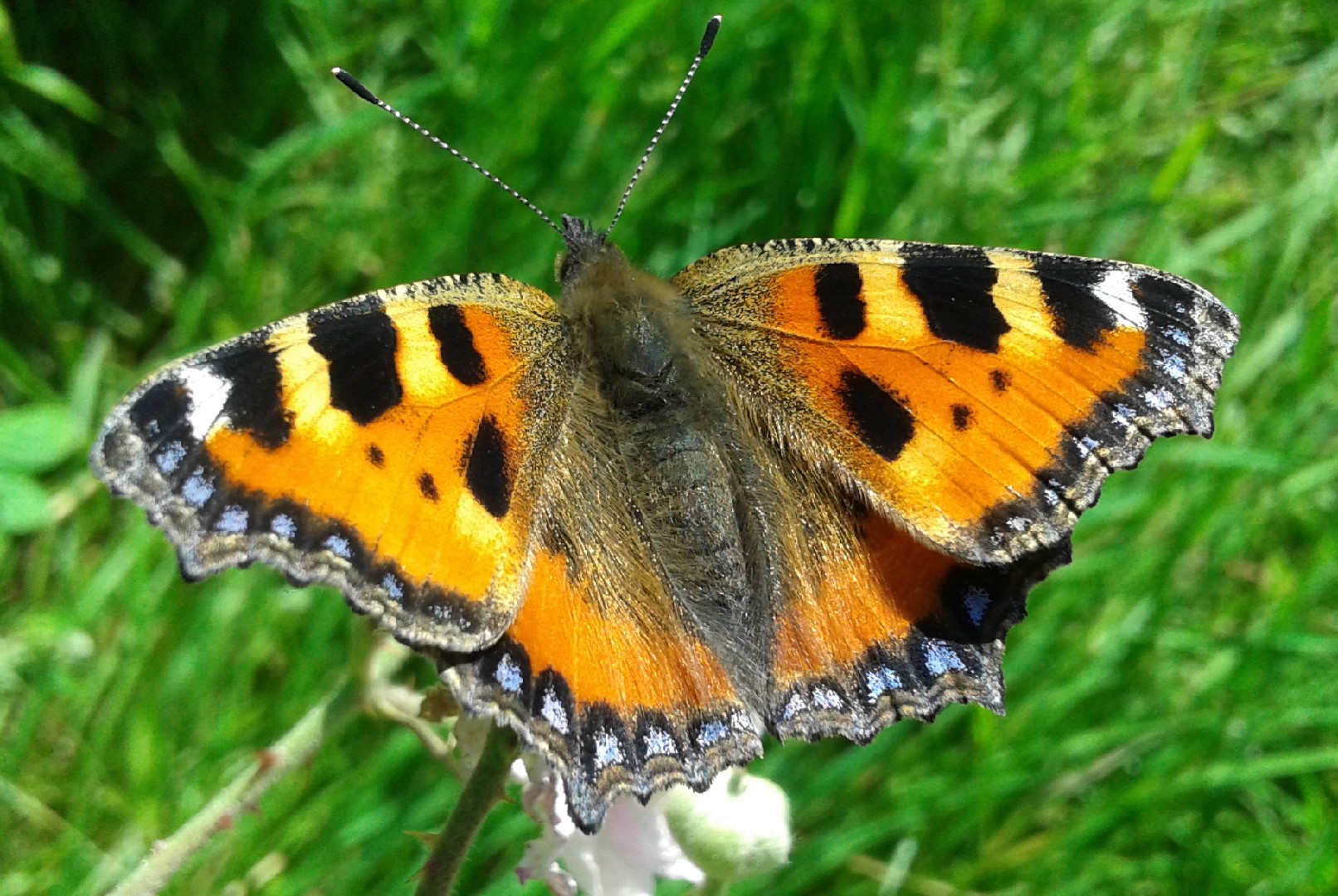 Крапивница (Aglais urticae) - Picture Insect