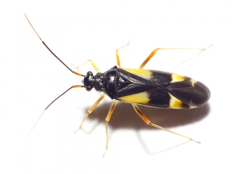 Dryophilocoris (Dryophilocoris)