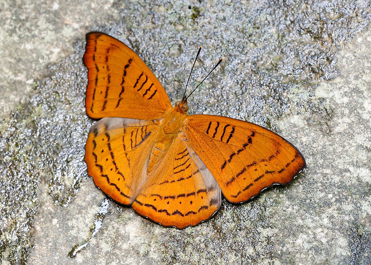 Pseudergolis (Pseudergolis)