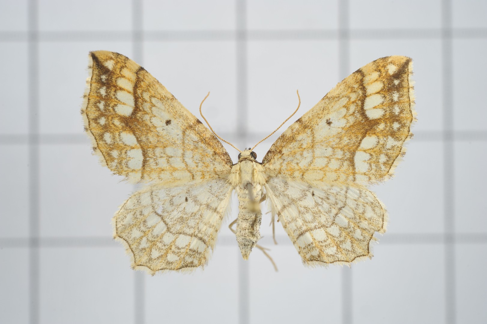 Laciniodes (Laciniodes)