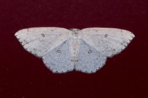 Cyclophora (Cyclophora)