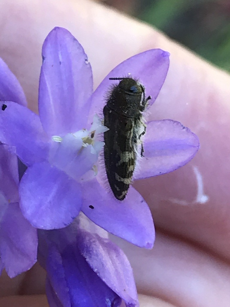 Acmaeodera (Acmaeodera) Picture Insect
