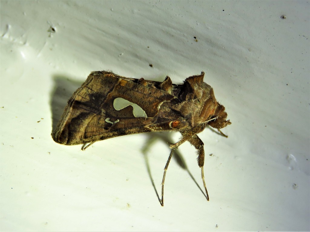 Megalographa (Megalographa)