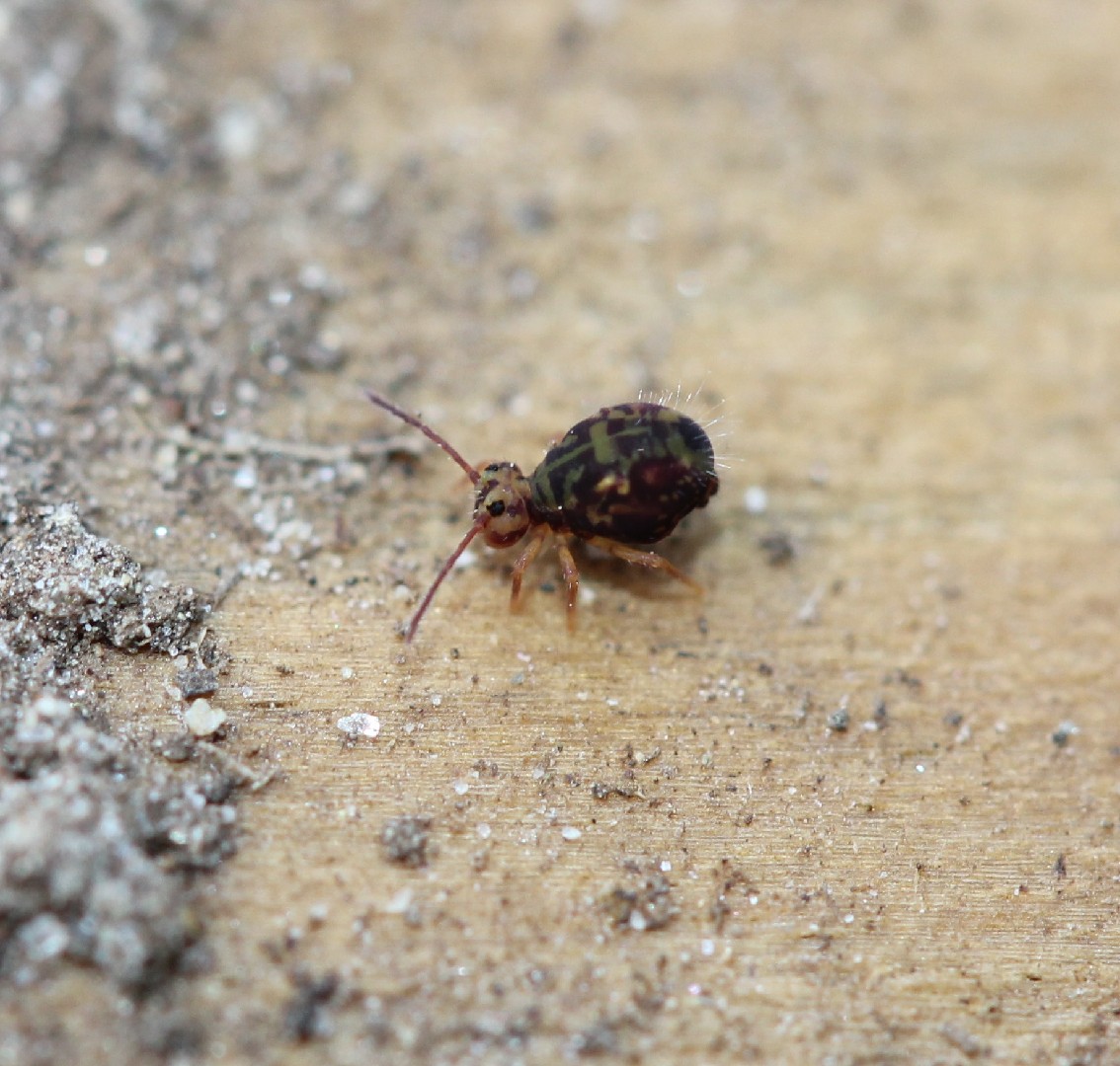 Dicyrtomina (Dicyrtomina)