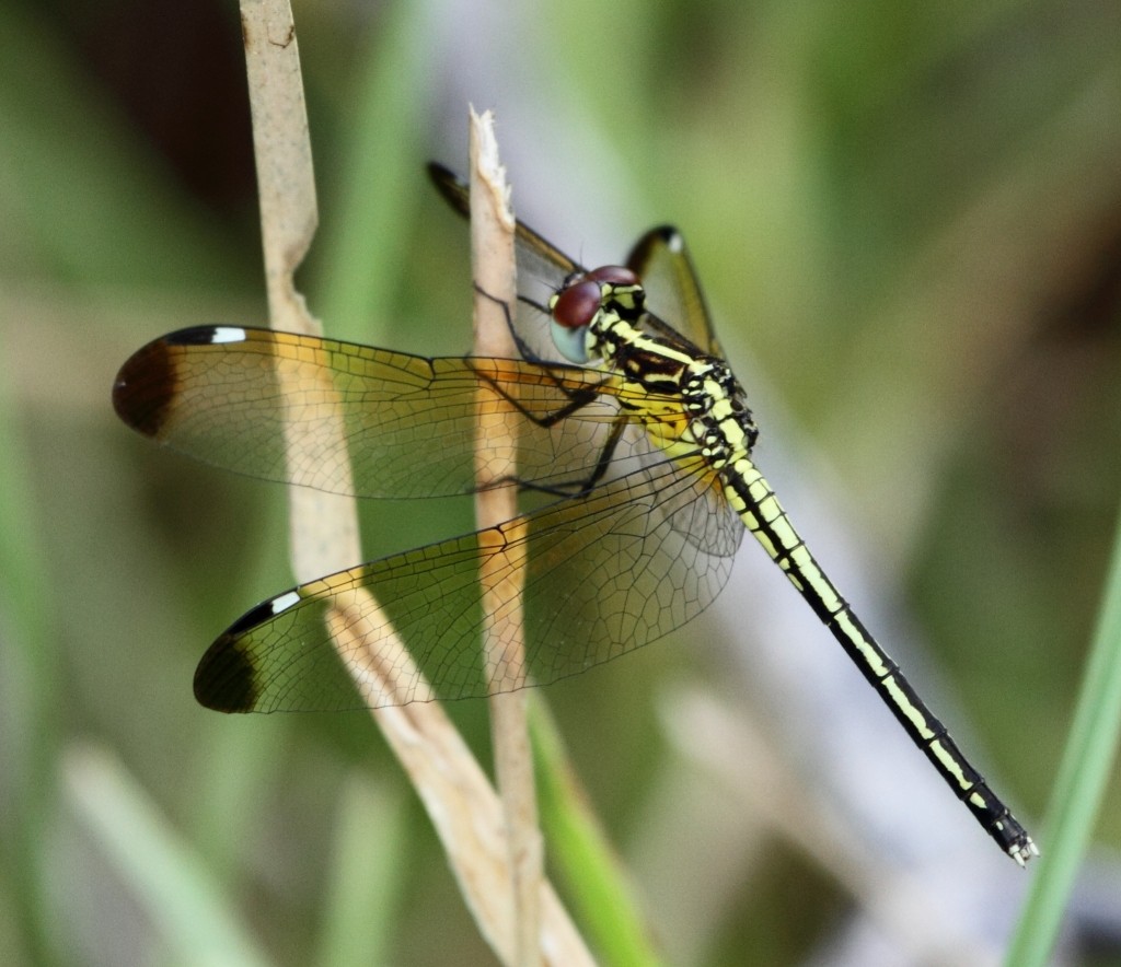 Hemistigma (Hemistigma)