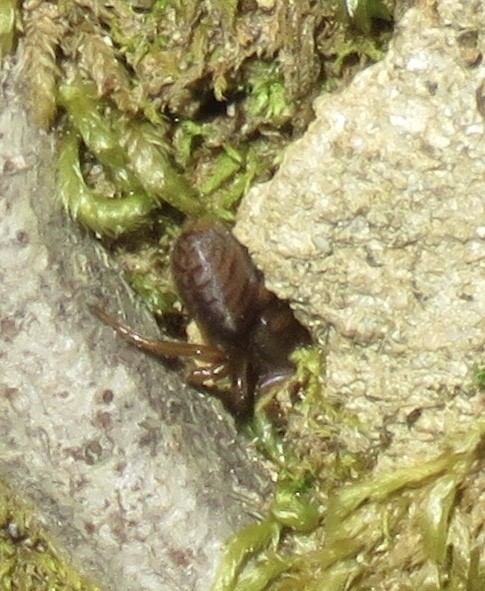 Kakkerlakken (Blattodea)