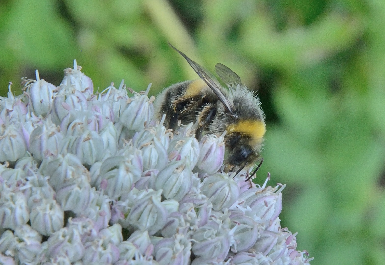 Шмель садовый (Bombus hortorum) - Picture Insect