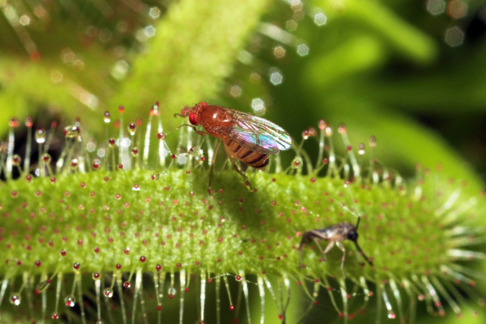 Дрозофила фруктовая (Drosophila melanogaster) - Picture Insect