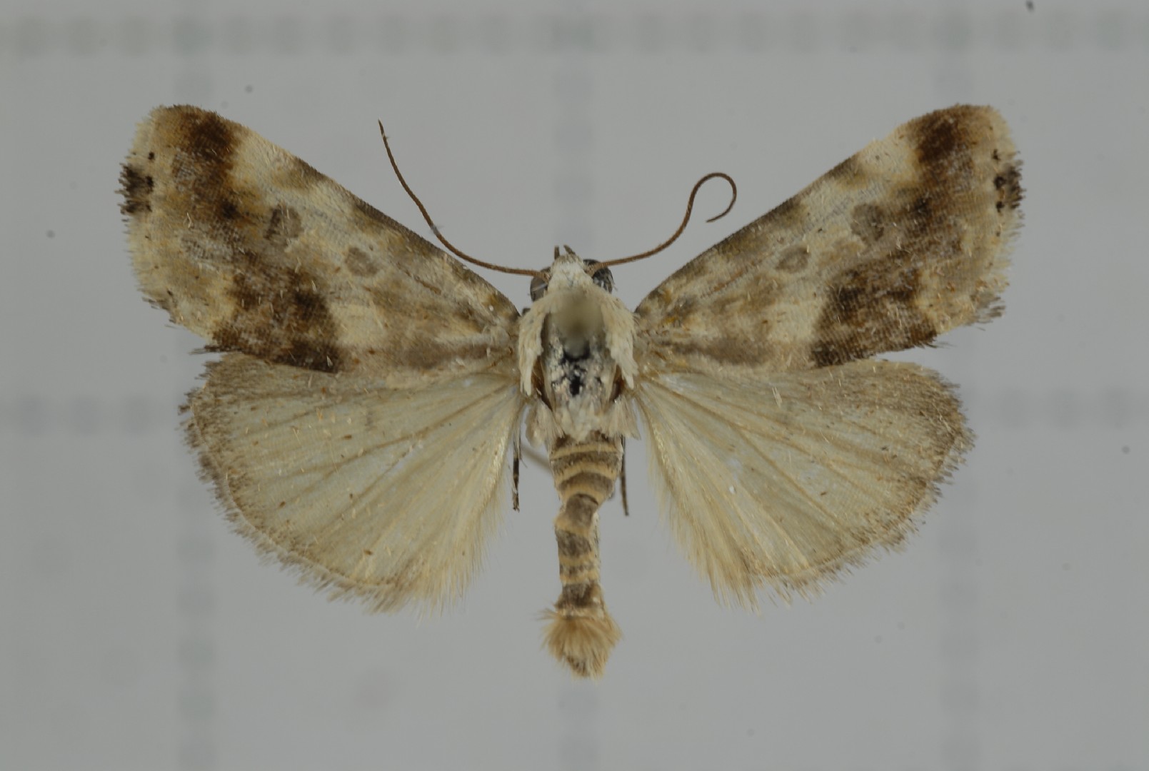 Acontia marmoralis (Acontia marmoralis) Picture Insect