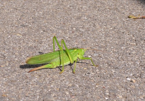 チョウセンヤブキリ (Tettigonia viridissima) - Picture Insect