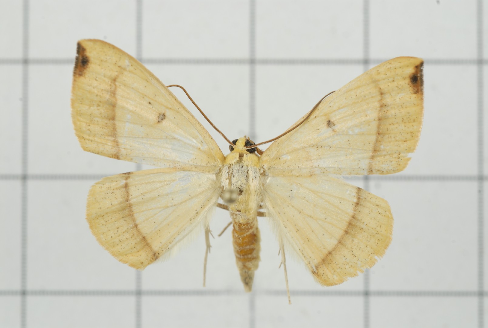 Eilicrinia (Eilicrinia)