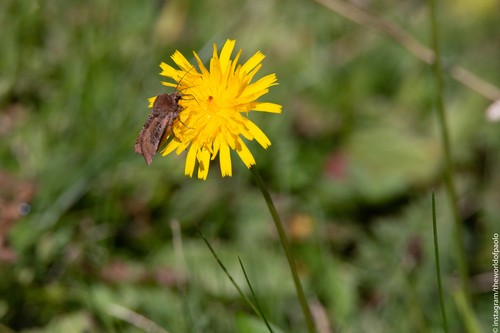 Chersotis (Chersotis)