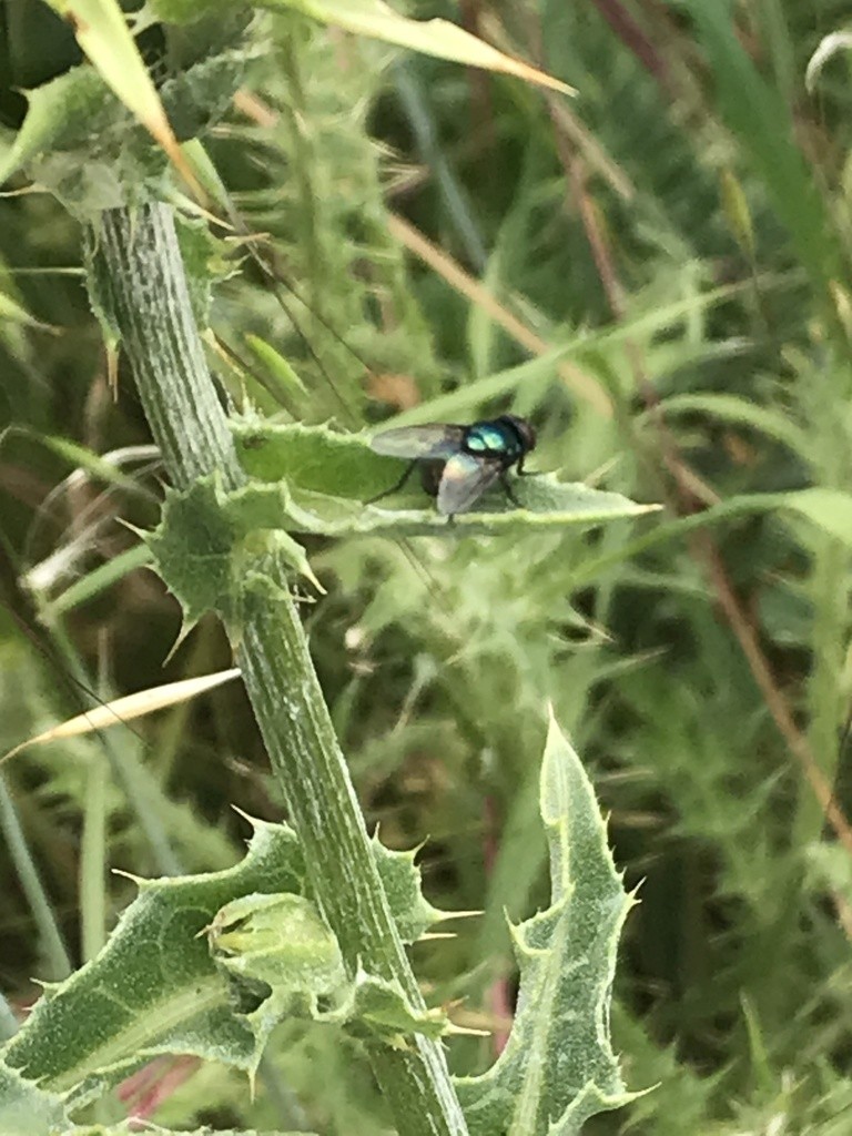 Neomyia (Neomyia)