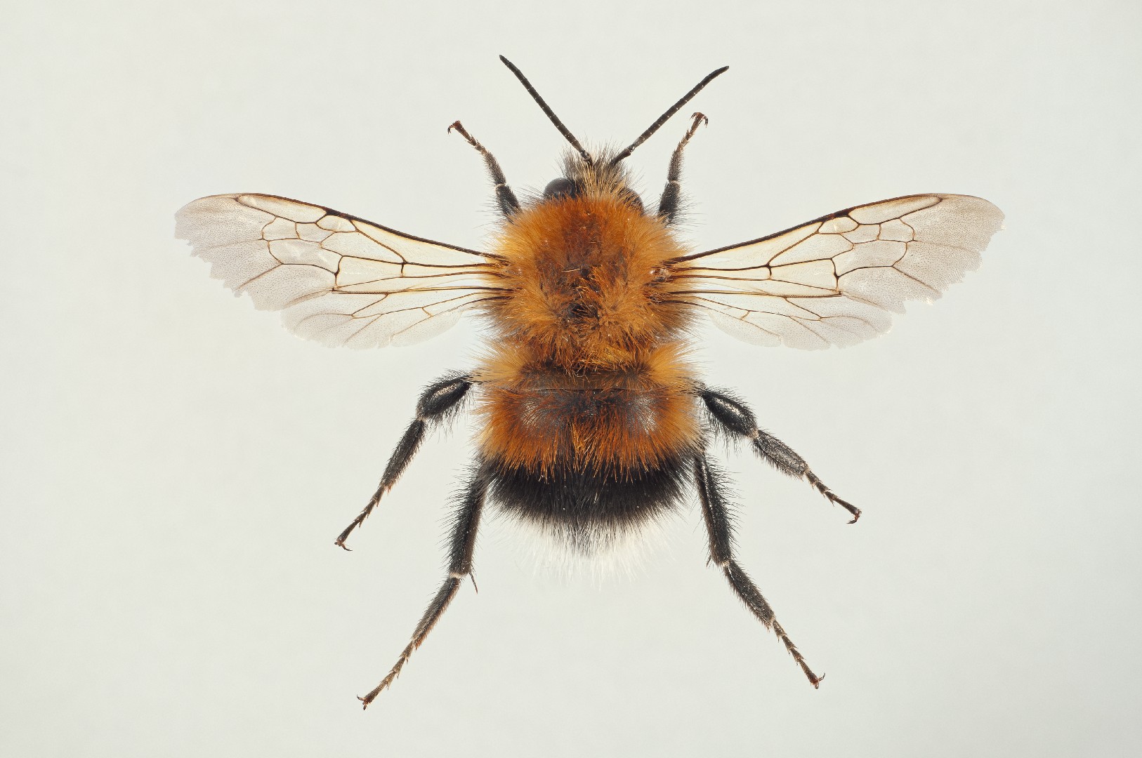 Городской шмель (Bombus hypnorum) - Picture Insect