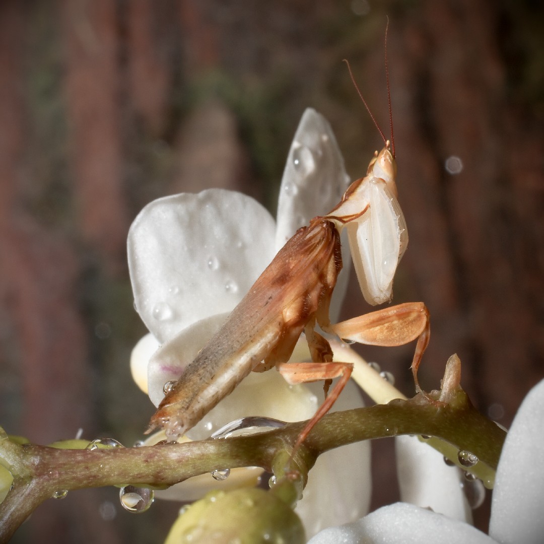 ハナカマキリ（花螳螂） (Hymenopus coronatus) - Picture Insect