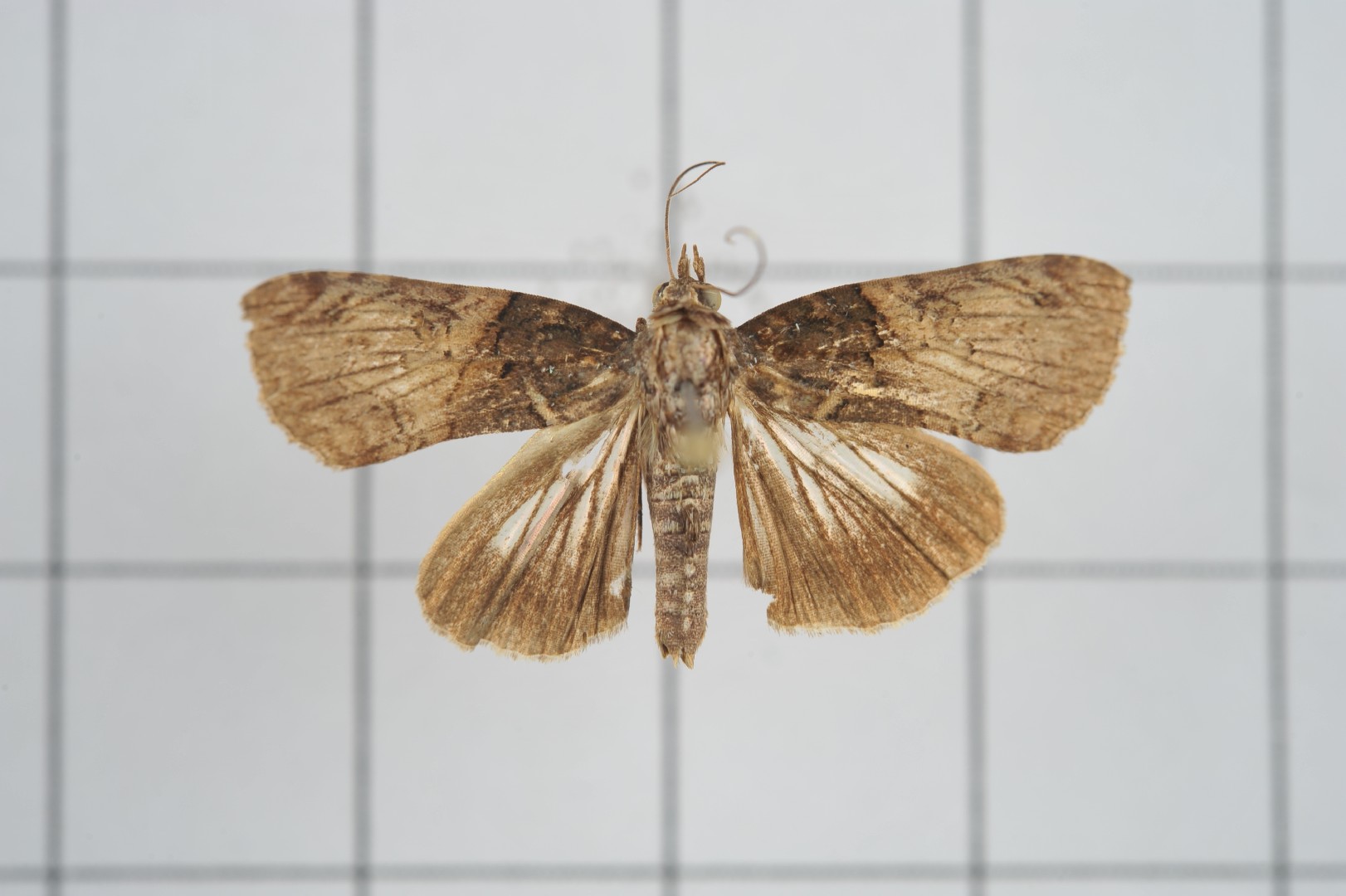 Lophoptera (Lophoptera)