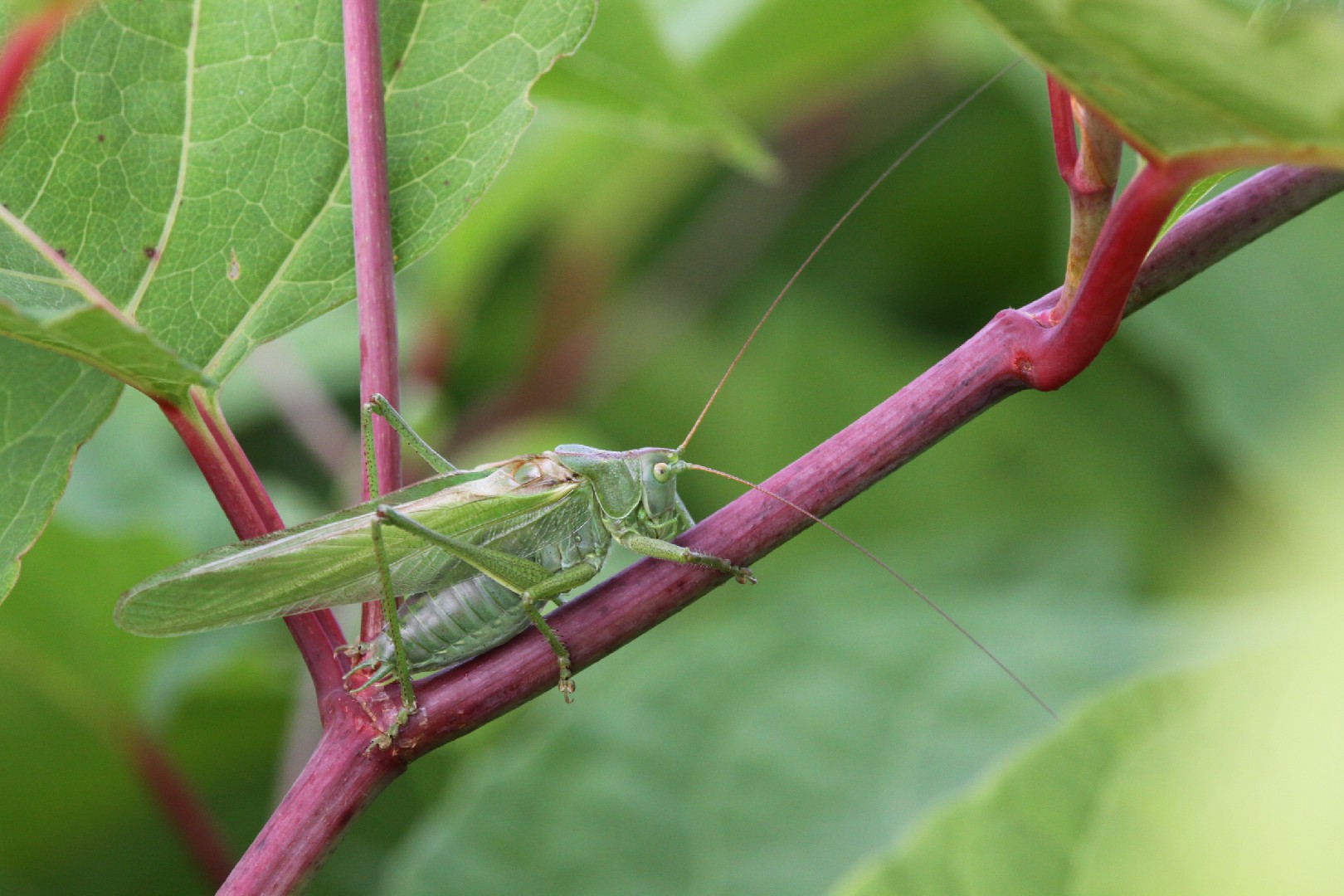 Кузнечик зелёный (Tettigonia viridissima) - Picture Insect